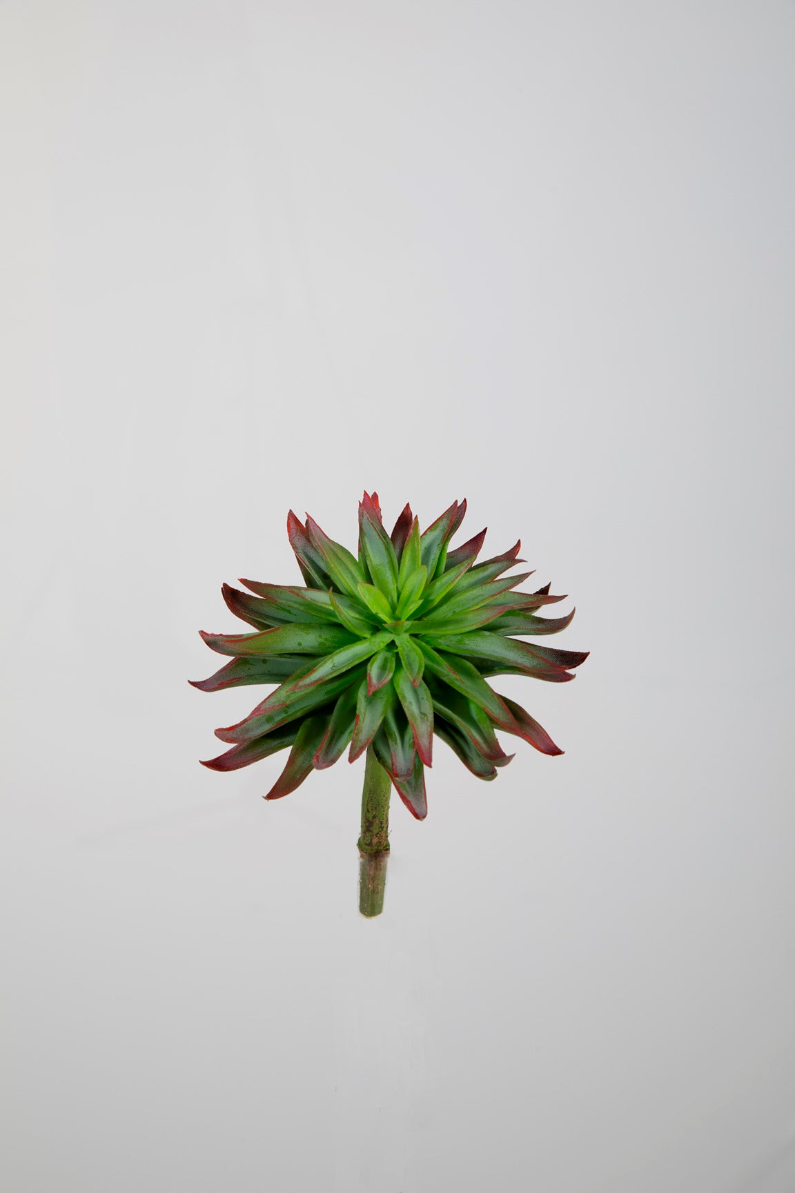 Kunst vetplant aeonium groen rood - 13 cm