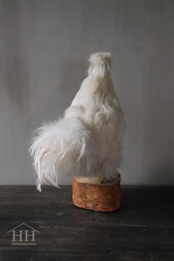 Opgezette zijdehoender