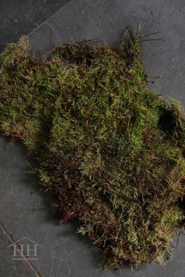 Plak verse mos | Hillary'sHome