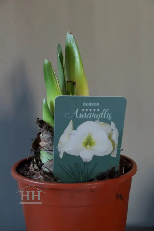 Amaryllis bol in pot met 2 of 3 bloemknoppen