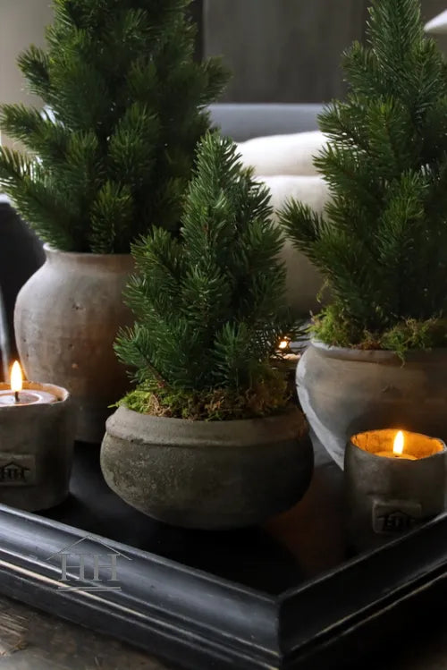 Kiefernbaum im Topf 27cm