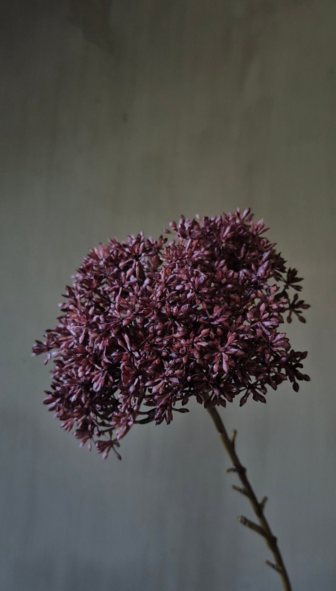 Eupatorium Kunstblume bordeauxrot - 65 cm