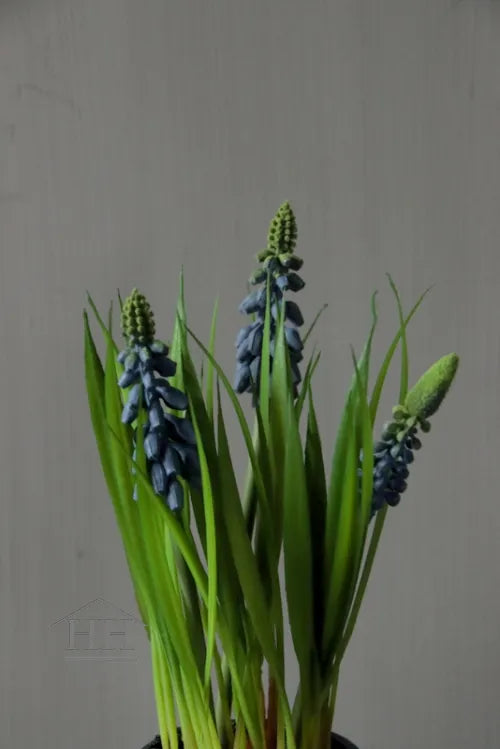 Kunst blauwe druifjes in zwart binnenpotje