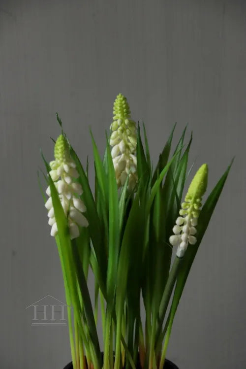 Kunst witte druifjes in zwart binnenpotje