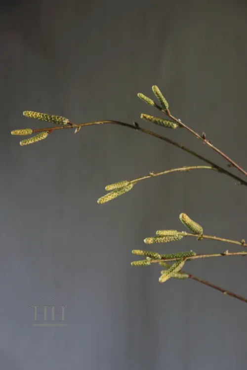 Kunst berkentak 113 cm