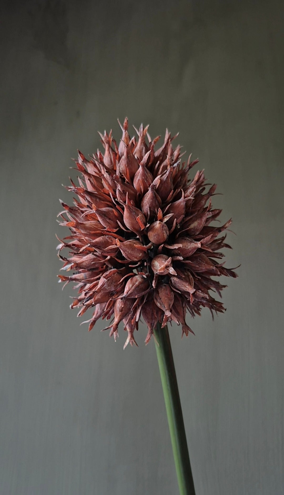 Artificial pineapple branch rust brown 67 cm - sphere Ø10 cm