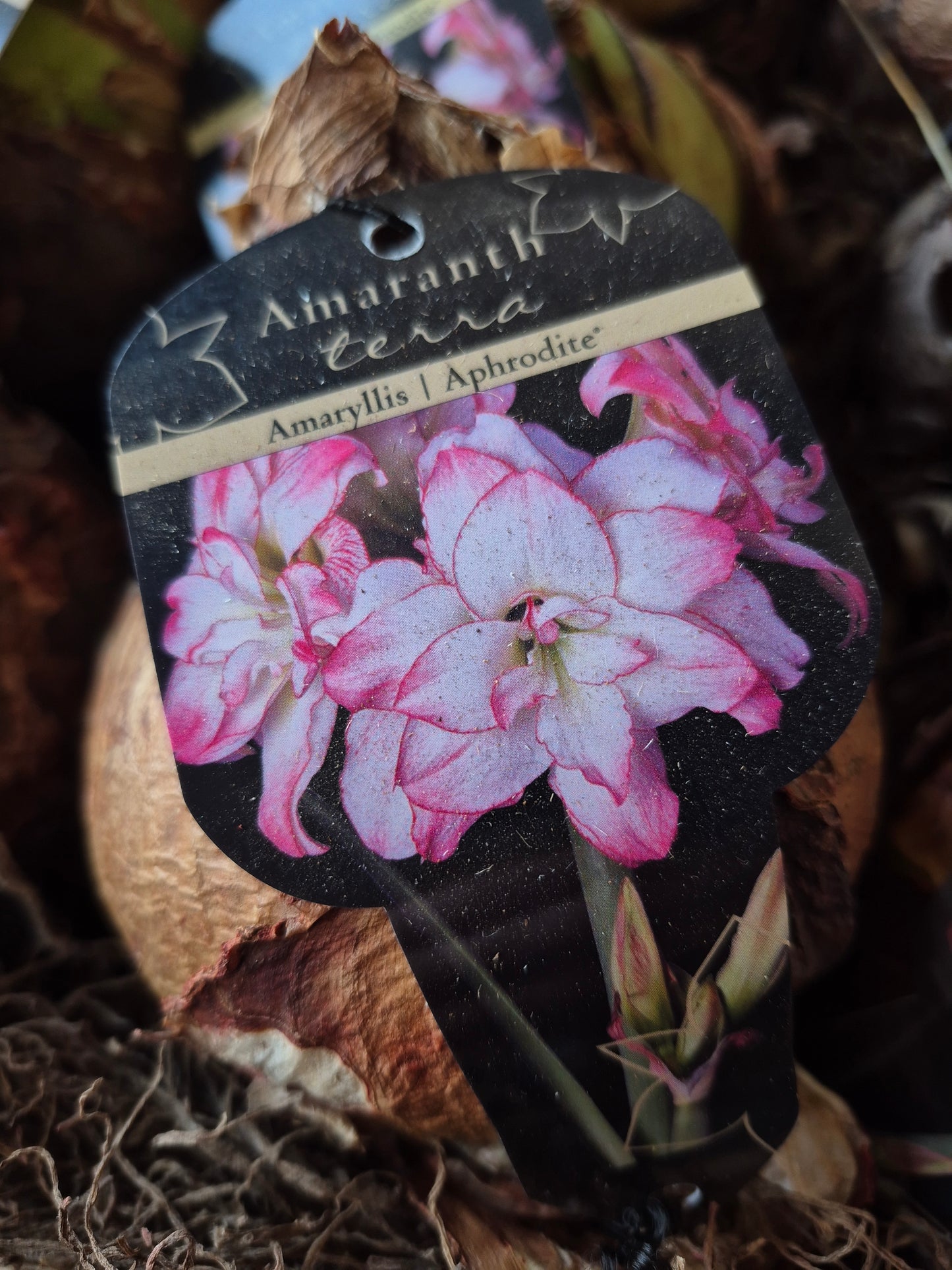 Amaryllis bol in zinken pot met mos en berkensterren