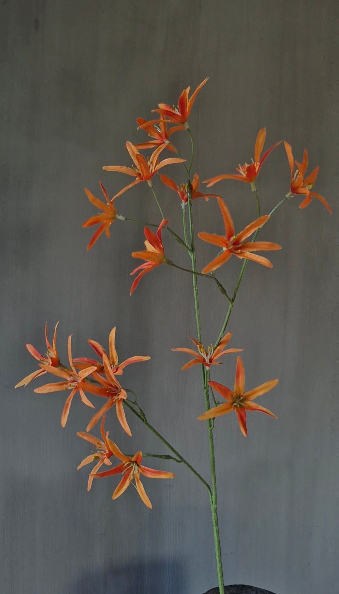 Tweedia kunstbloem oranje - 68 cm