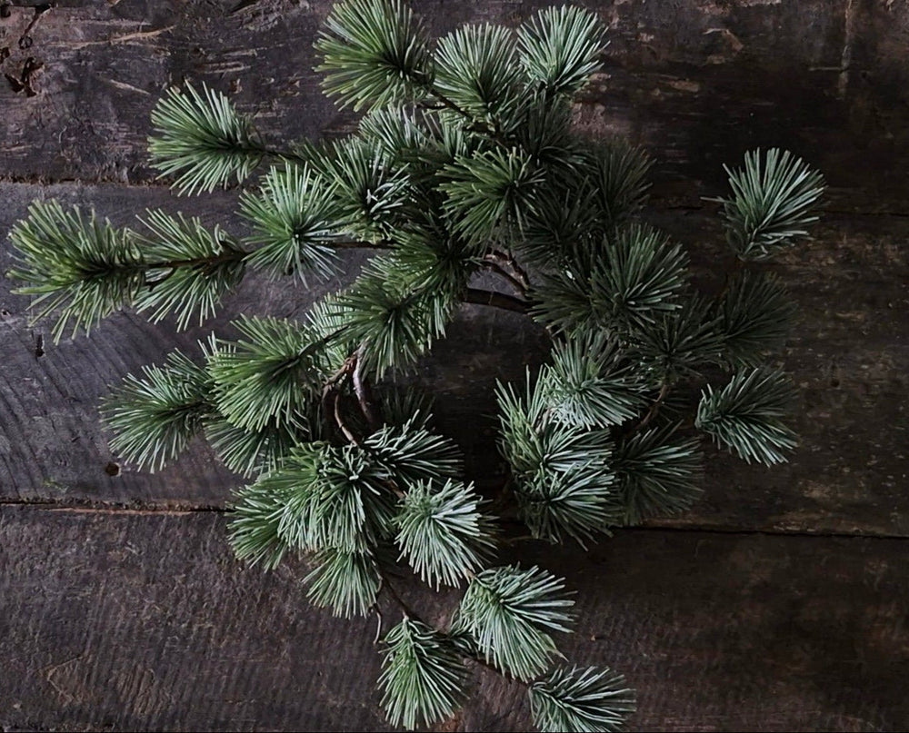 Larix kransje - 30 cm