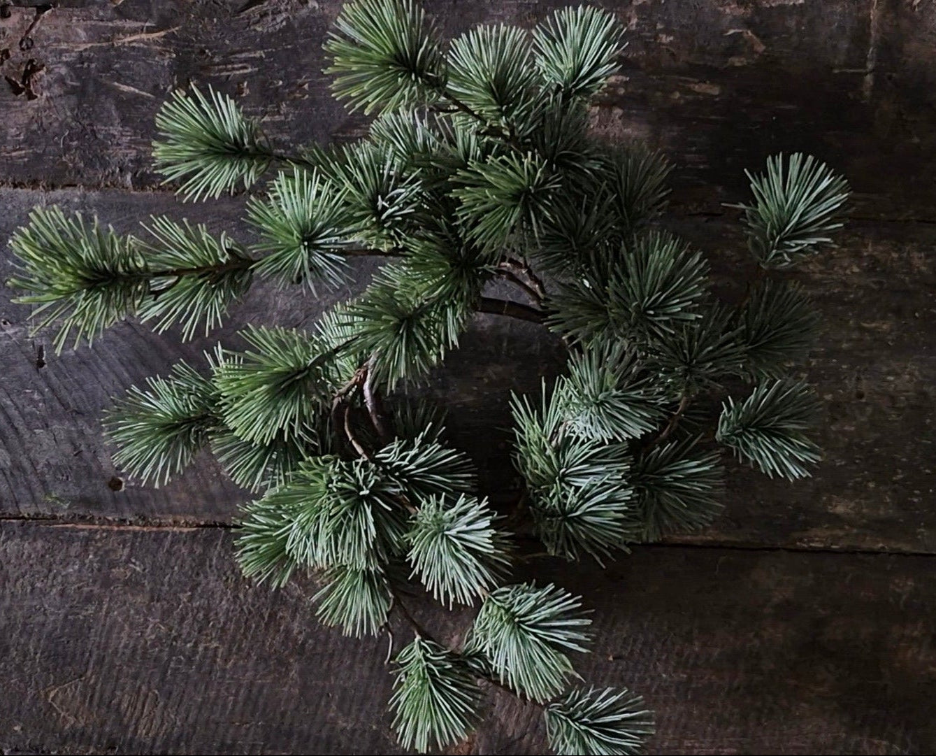 Larch wreath mini
