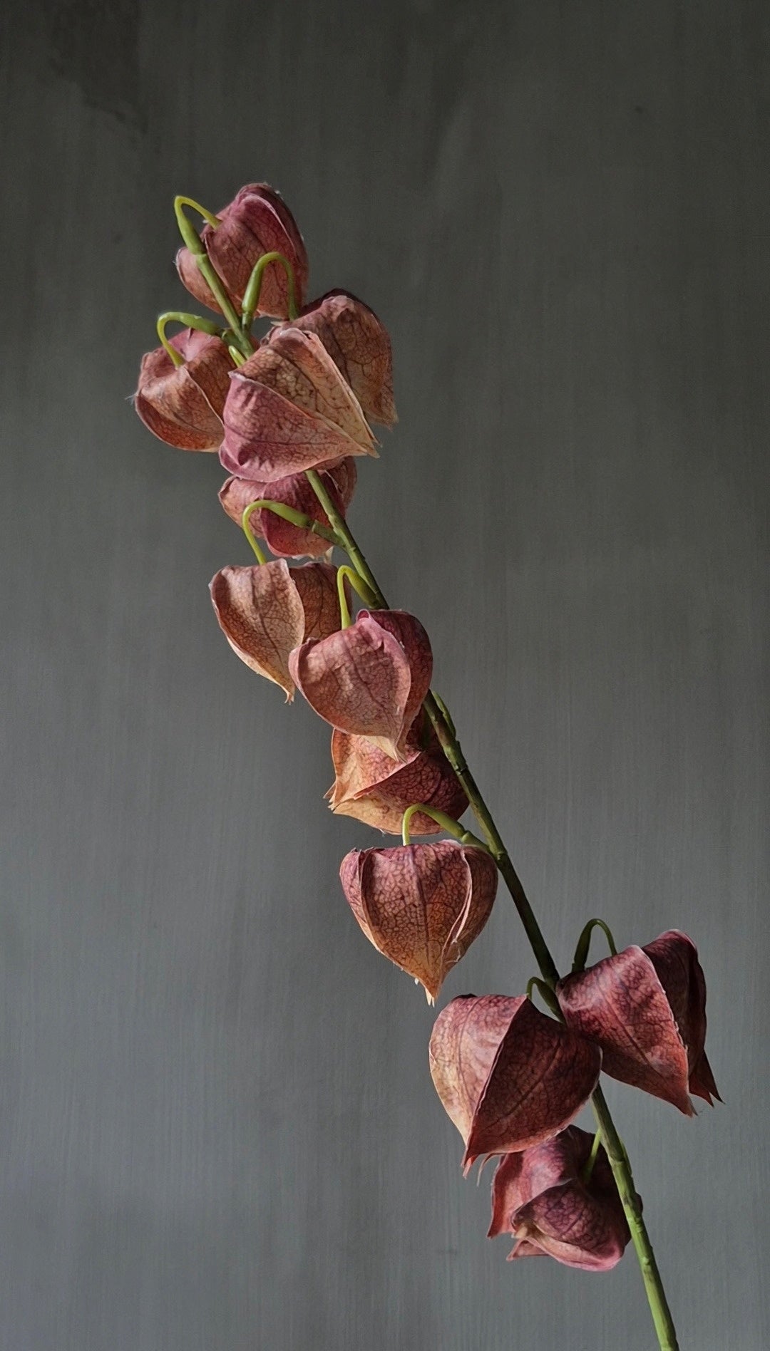 Physalis kunstbloem mauve - 80 cm