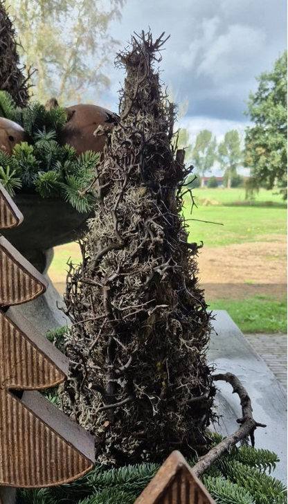 Moos-Bonsai-Bäumchen grau mit Tillandsie - 55 cm