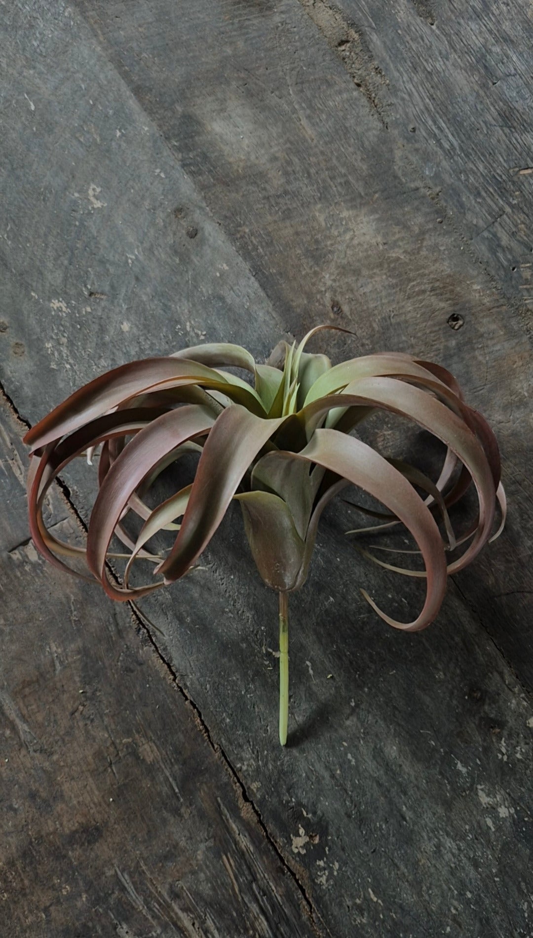 Kunst tillandsia vetplant bruin