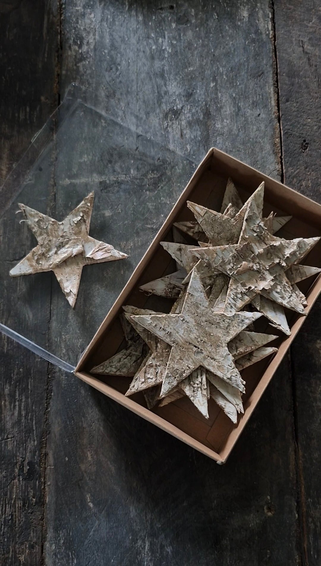Berkensterretjes naturel met gouden gloed 9 cm – ca. 15 stuks