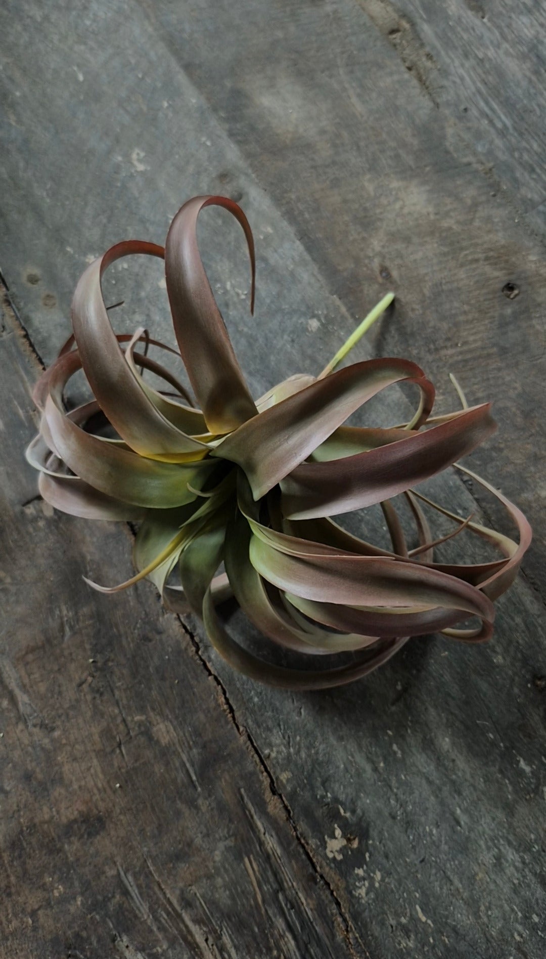 Kunst tillandsia vetplant bruin