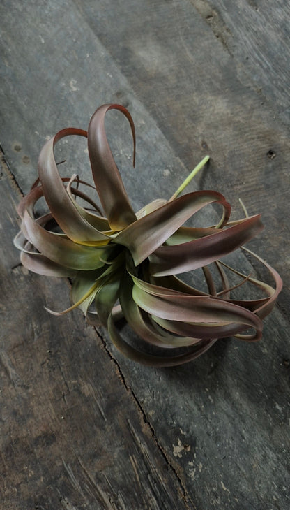 Kunst tillandsia vetplant bruin
