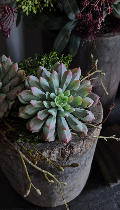Kunst vetplant echeveria groen bordeauxrood - 10 cm