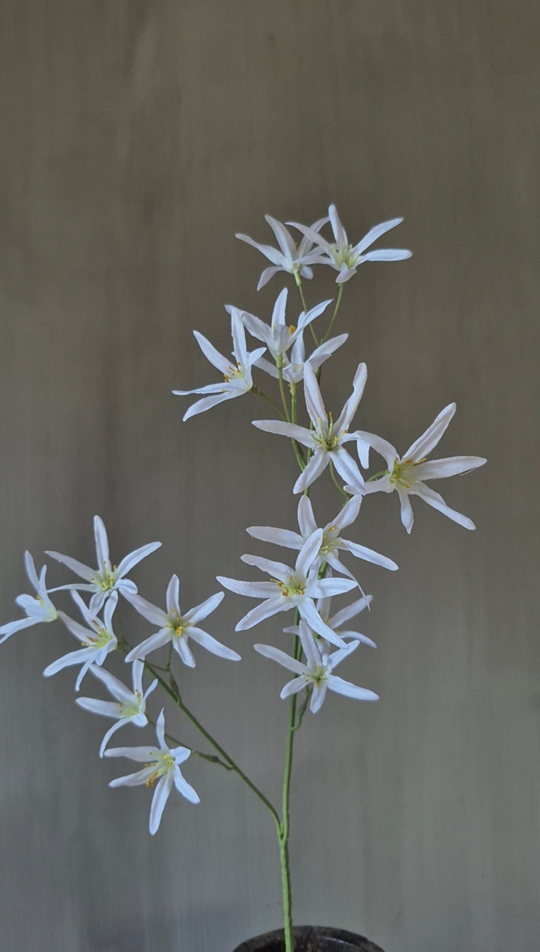 Tweedia kunstbloem wit - 68 cm
