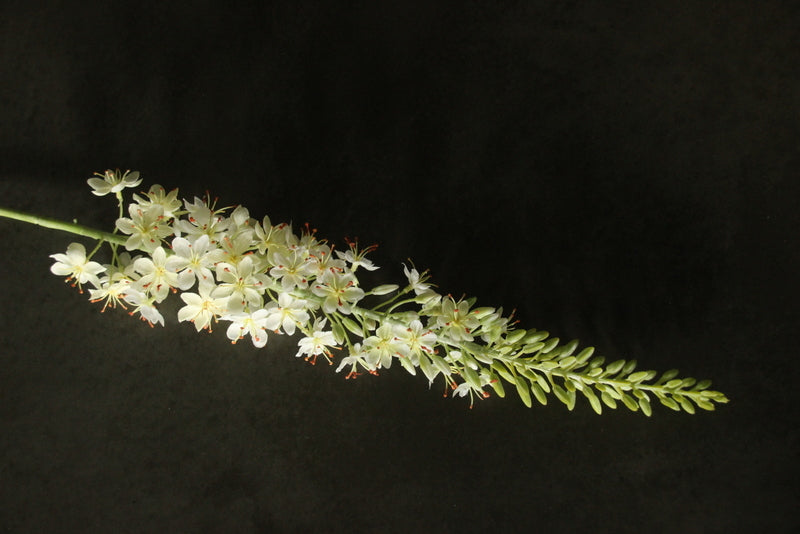 Eremurus creme 105cm kunst (lange creme bloemen)