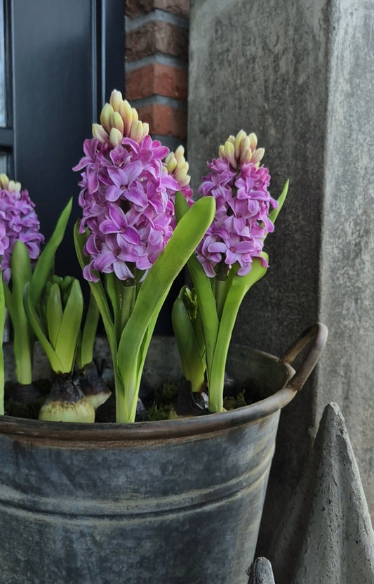 Kunst hyacint op bol lila 30cm