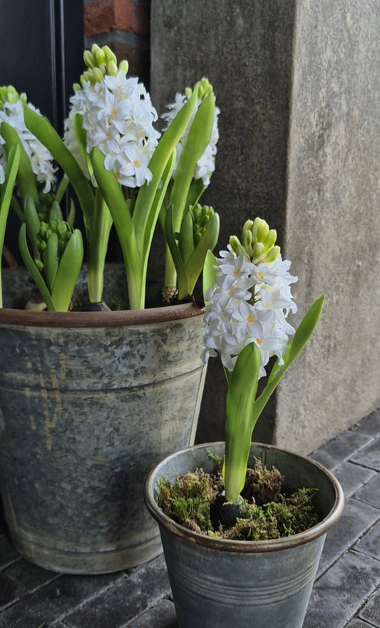 Kunst hyacint op bol wit 30cm