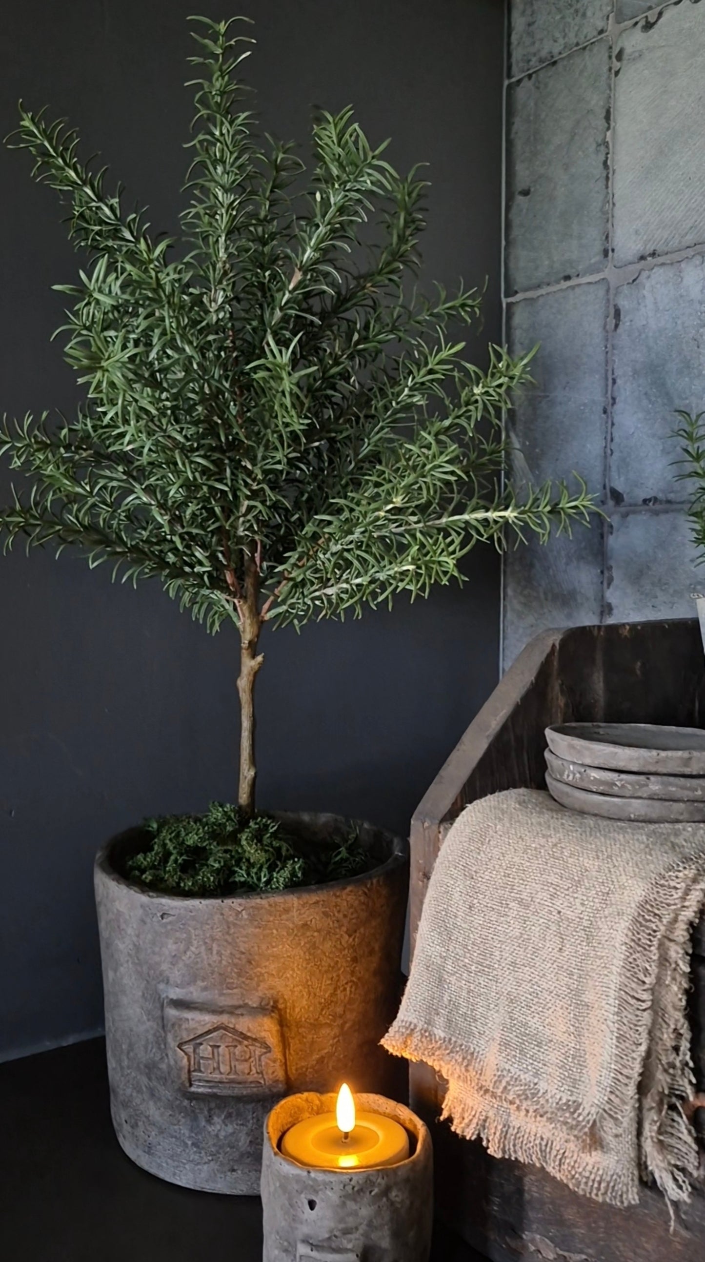Artificial rosemary tree on trunk in indoor pot 65cm