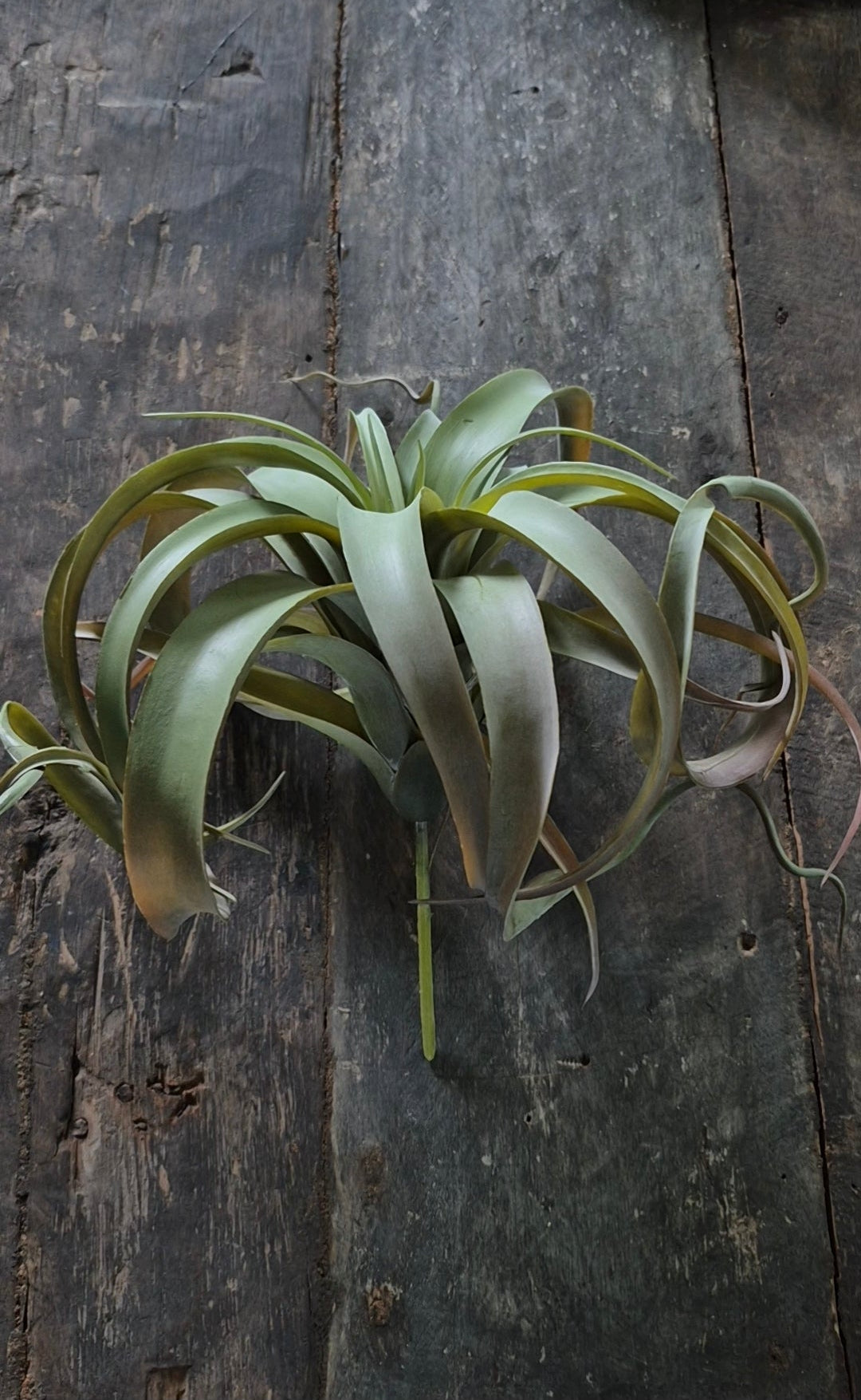 Kunst Tillandsia vetplant