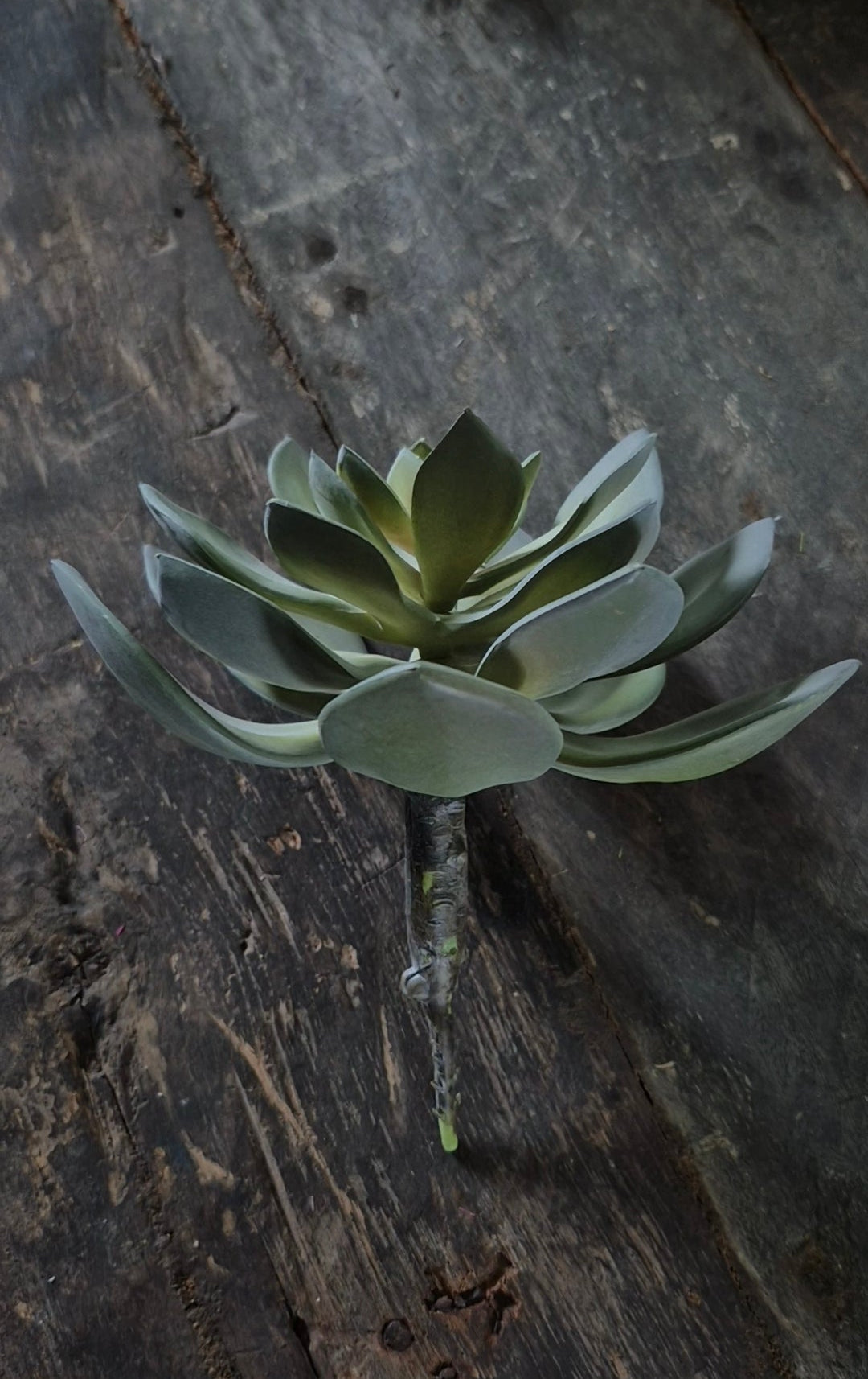 Kunst vetplant echeveria groen groot