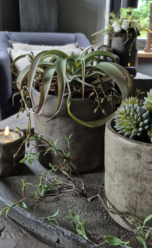 Kunst Tillandsia vetplant
