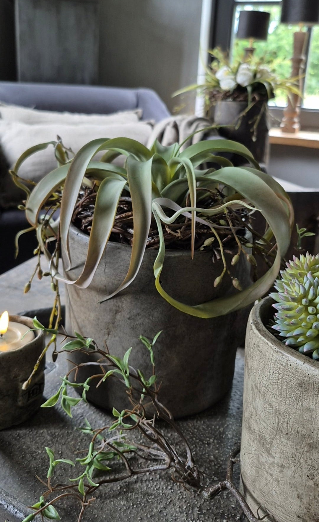 Kunst Tillandsia vetplant