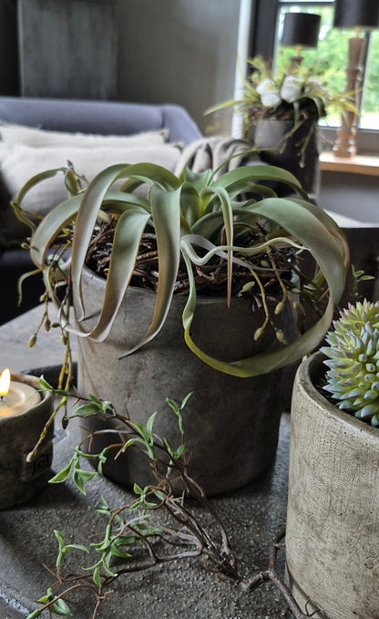 Kunst Tillandsia vetplant