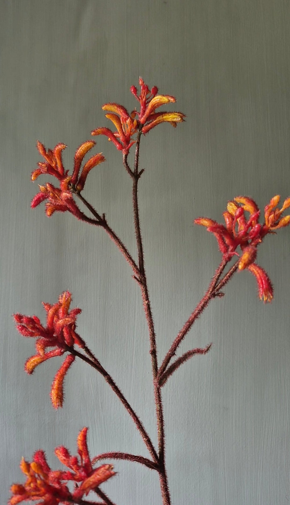 Känguru-Blume orange künstlich - 76cm