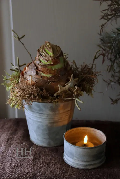 Amaryllis bol in zinken pot met mos en berkensterren