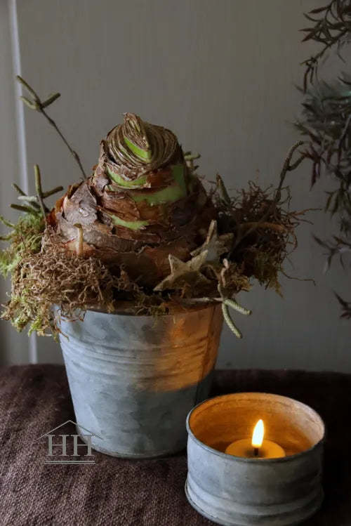 Amaryllis bol in zinken pot met mos en berkensterren
