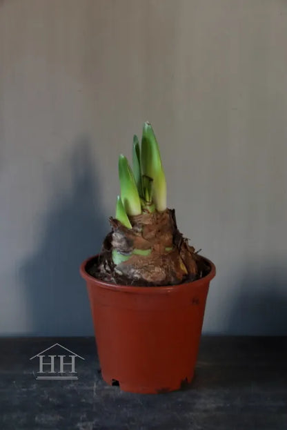 Amaryllis bol in pot met 2 of 3 bloemknoppen