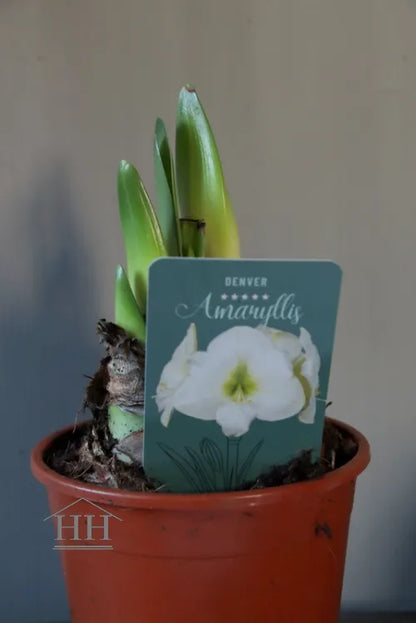 Amaryllis bol in pot met 2 of 3 bloemknoppen