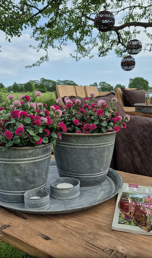 Bellis Kunstpflanze Rosa-Mix UV 36 cm