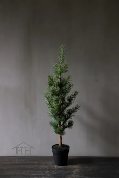 Zedernbaum im schwarzen Innentopf 60 cm