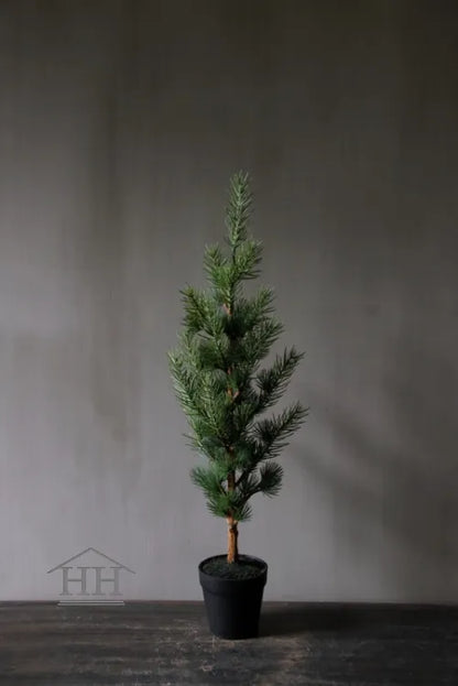 Zedernbaum im schwarzen Innentopf 60 cm