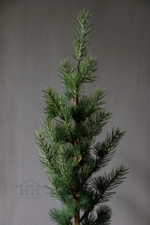 Zedernbaum im schwarzen Innentopf 60 cm