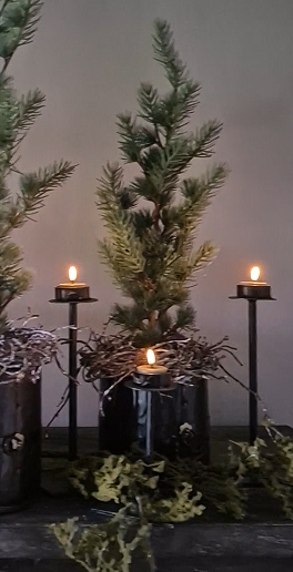 Cedar tree in black inner pot 60 cm