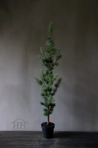 Zedernbaum im schwarzen Innentopf 90 cm