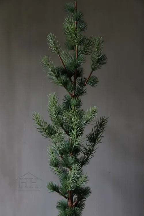 Zedernbaum im schwarzen Innentopf 90 cm