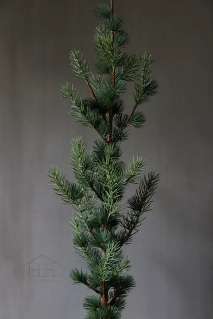 Zedernbaum im schwarzen Innentopf 90 cm