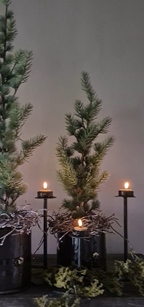 Cedar tree in black inner pot 60 cm