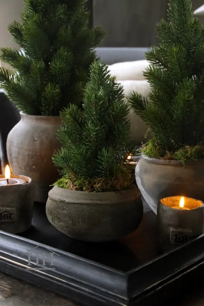 Kiefernbaum im Topf 27cm