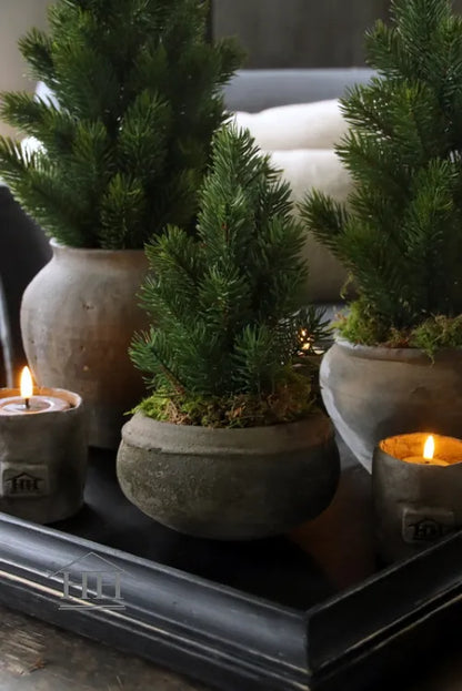 Kiefernbaum im Topf 27cm