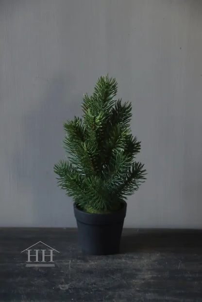 Kiefernbaum im Topf 27cm