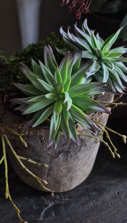 Kunst vetplant aeonium groen bruin - 13 cm