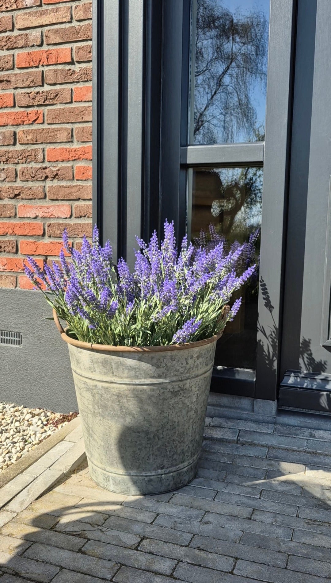 Lavendel buitenplantjes UV in zinken emmer